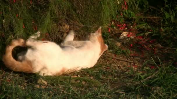Kočka si hraje na zahradě trávu — Stock video