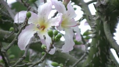 Chorisia speciosa ağaç çiçek