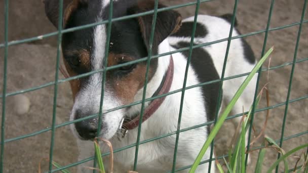 Dog behind a fence — Stock Video