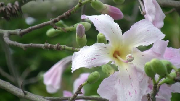 Chorisia speciosa flor de árvore — Vídeo de Stock