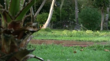 yağmurlama sulama çimen