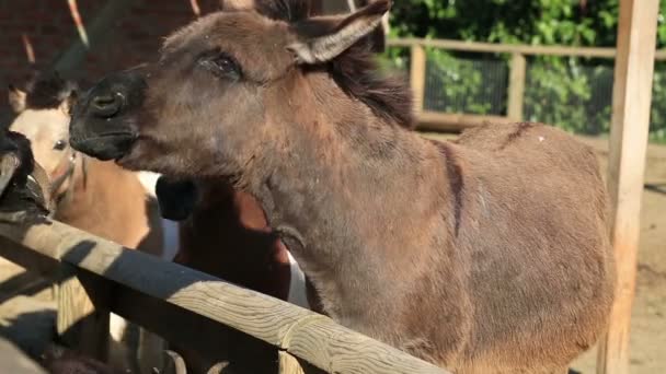 Animaux de ferme 