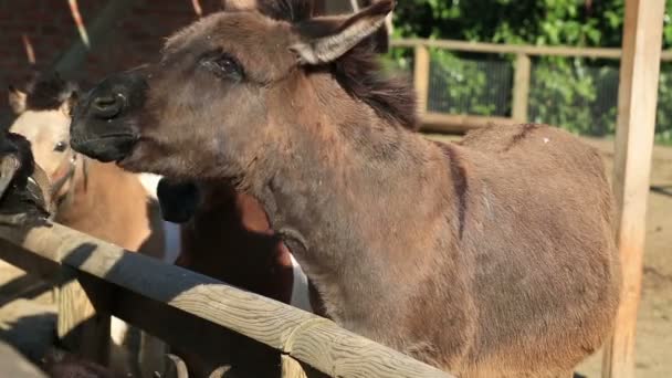 Animais de exploração — Vídeo de Stock