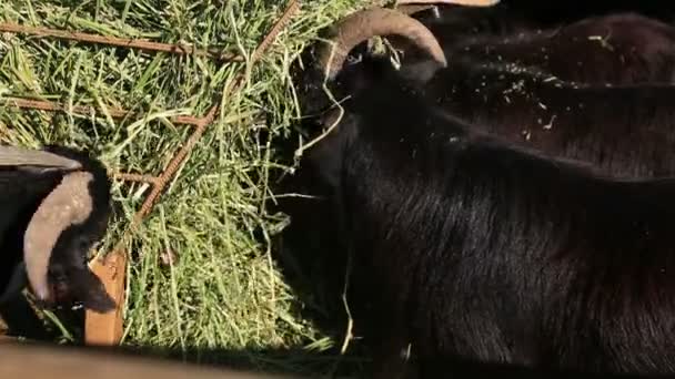 Stádo koz krmení — Stock video