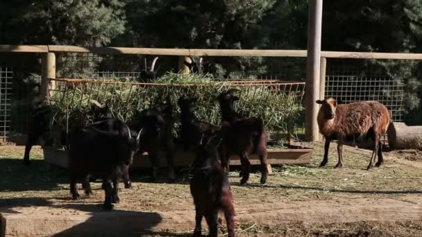 Rebaño de ganado caprino — Vídeo de stock