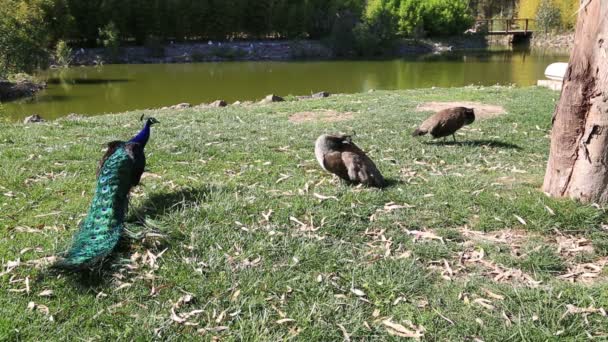 Porträt eines schönen Pfaus — Stockvideo