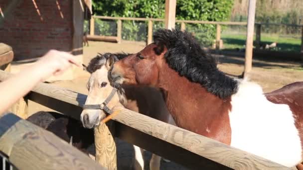 Alimentation des poneys — Video