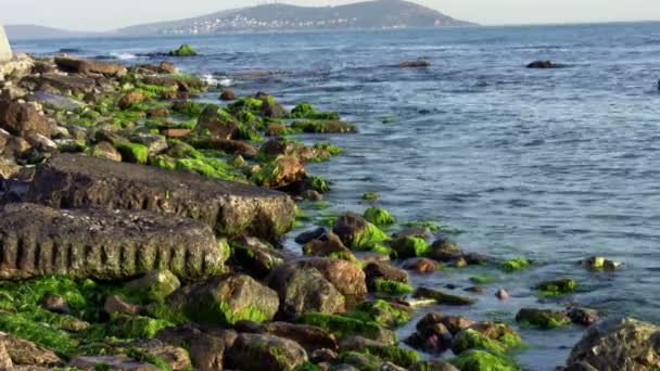 Мохоподібна скеля біля океану — стокове відео