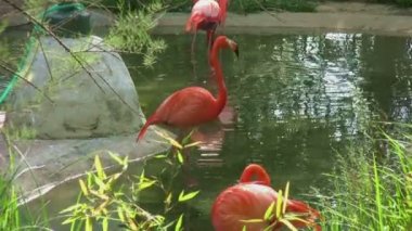 pembe flamingo kuşu