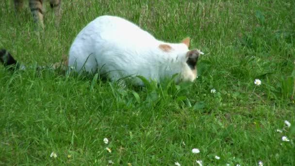 Gato jugando en jardín hierba — Vídeo de stock