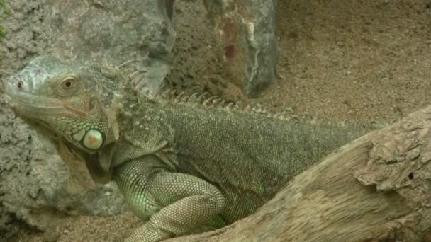 lézard