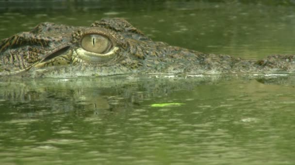 Crocodilo — Vídeo de Stock