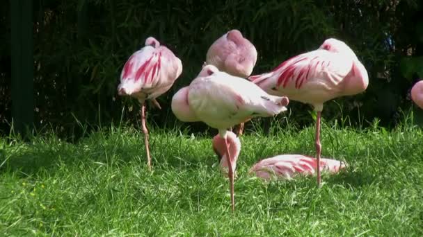 Uccello fenicottero rosa — Video Stock