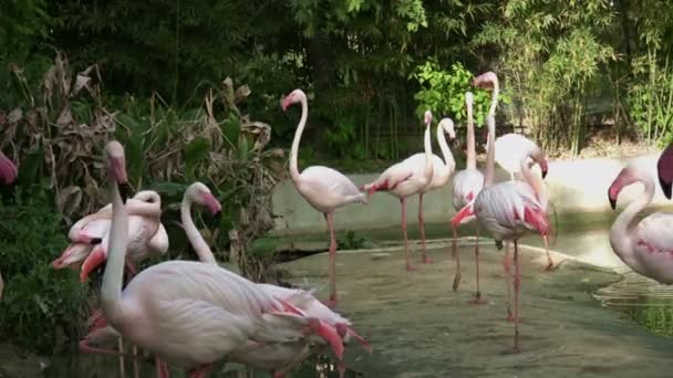 Ροζ φλαμίνγκο πουλί — Αρχείο Βίντεο