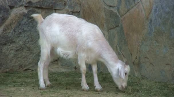 Стадо коз — стоковое видео