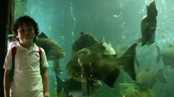 Kisfiú pózol az akvárium közelében — Stock videók