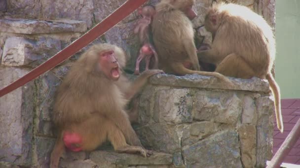 Família dos babuínos — Vídeo de Stock