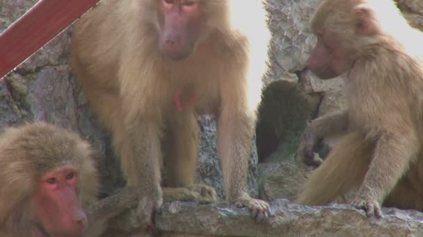 Bavianen preening elkaar — Stockvideo