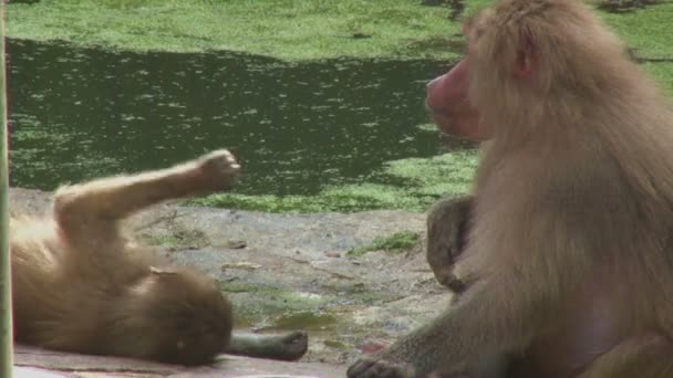 Baboons playing — Stock Video