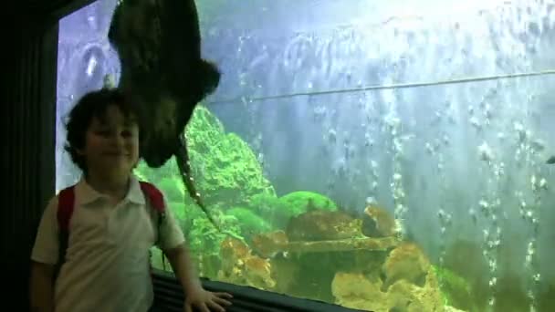 Niño posando cerca del acuario — Vídeo de stock