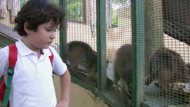 Menino no zoológico com racoon — Vídeo de Stock