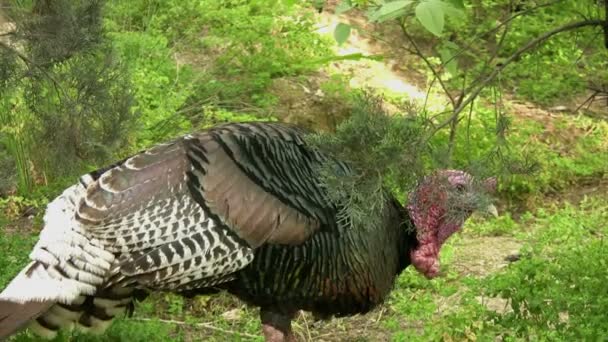 Turkey feeding — Stock Video