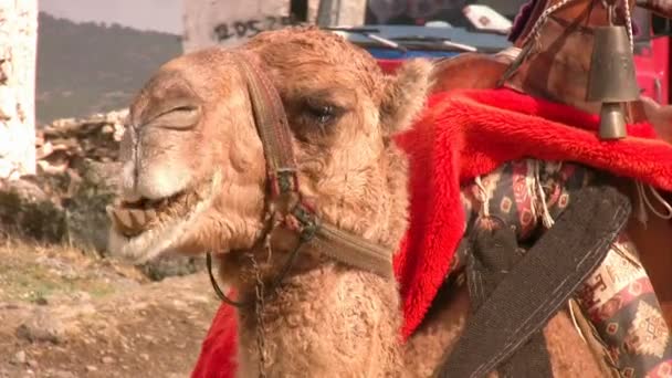 Camel close up — Stock Video