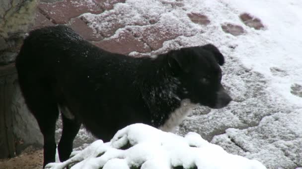 Köpek, kış — Stok video