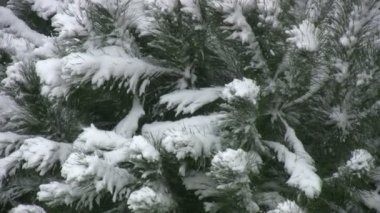 Ağaçlarda kar yağışı