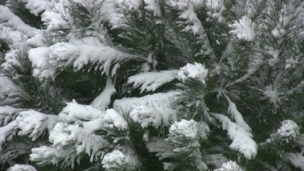 Schneefall auf Bäumen — Stockvideo