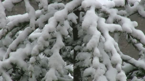 Sneeuwval op bomen — Stockvideo