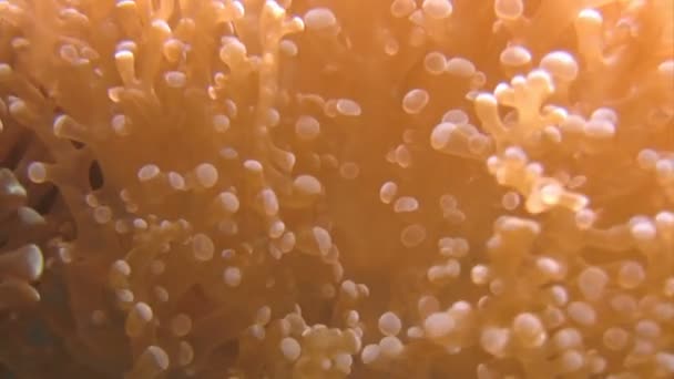 Кораловий риф — стокове відео