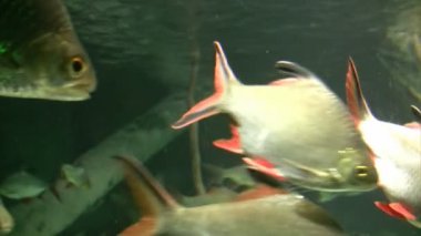 Deniz altında yaşam