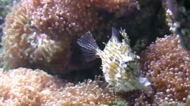 Deniz altında yaşam