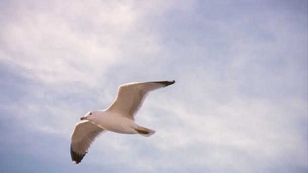 Чайка летить — стокове відео