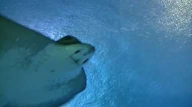 Stingray