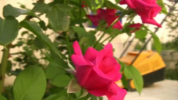Mooie roze roos in de tuin — Stockvideo