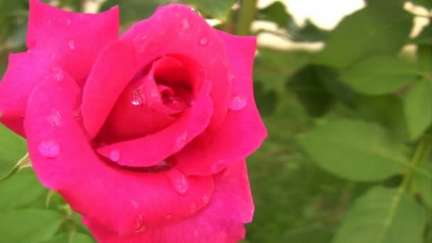 Mooie roze roos in de tuin — Stockvideo