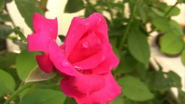 Όμορφο ροζ τριαντάφυλλο στον κήπο — Αρχείο Βίντεο