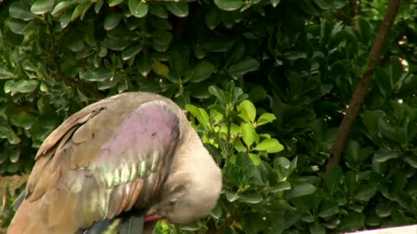 Limpieza de aves — Vídeo de stock