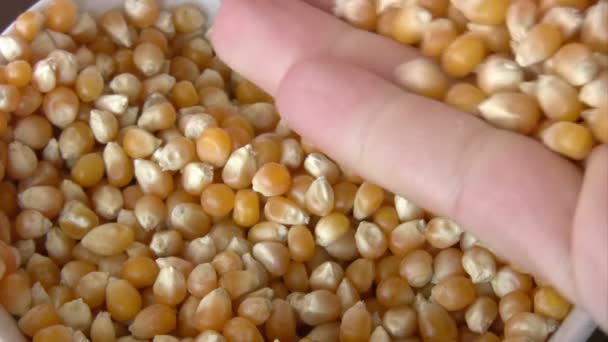 Raw dry corn spills — Stock Video