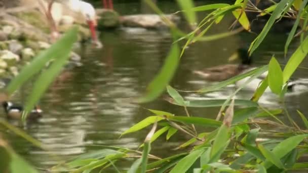 Утки плавают 3 — стоковое видео