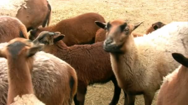 Troupeau d'alimentation des chèvres 