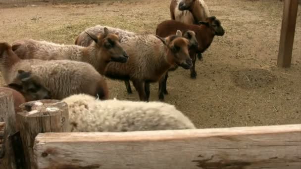 Стадо годівлі кози — стокове відео