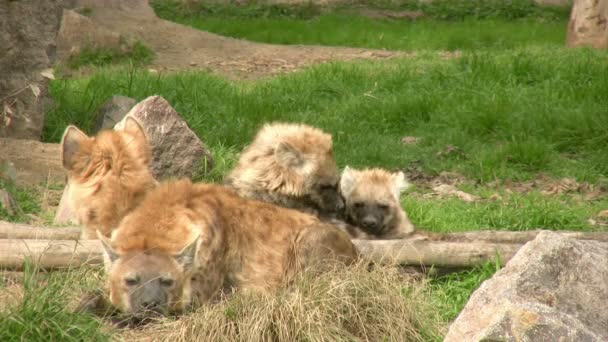 Hyena's familie — Stockvideo