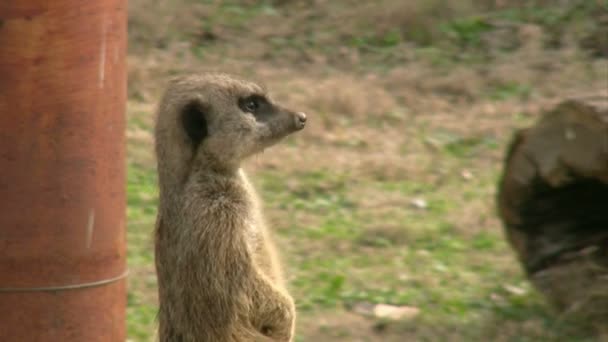 Beristirahat meerkat melihat kamera — Stok Video