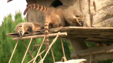 Bir grup Coati