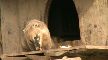 Coati meyve yeme
