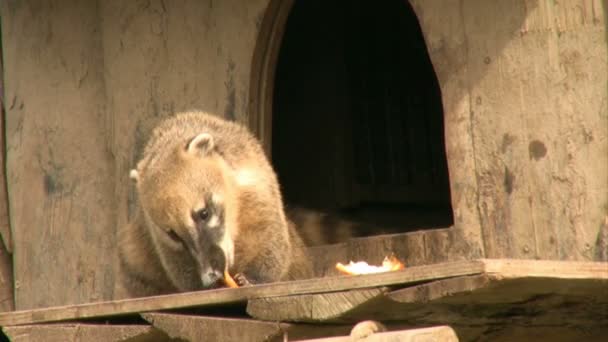 Coati comiendo fruta — Vídeo de stock