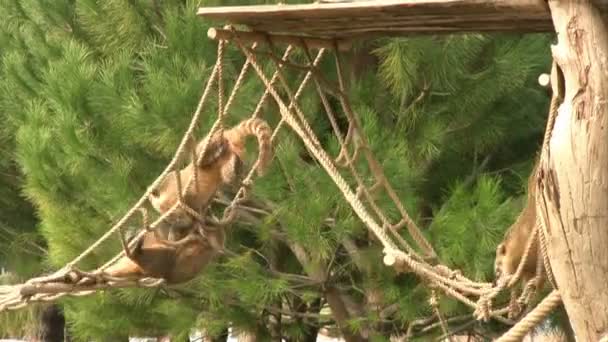 Um grupo de Coati — Vídeo de Stock